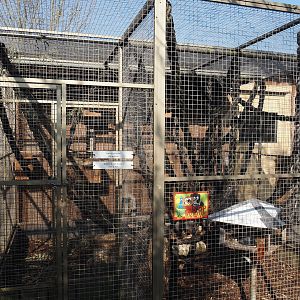 North American red squirrel exhibit, 2025-04-12