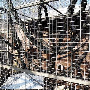 North American red squirrel exhibit, 2025-04-12