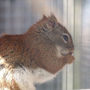 North American red squirrel (Tamiasciurus hudsonicus), 2025-04-12