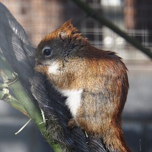 North American red squirrel (Tamiasciurus hudsonicus), 2025-04-12