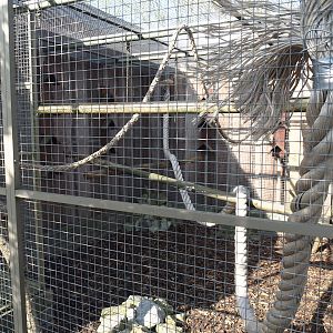 Domestic pigeon aviary, 2025-04-12