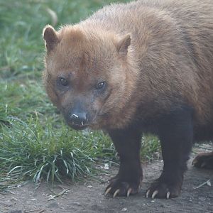 Bush dog (Speothos venaticus), 2025-04-12