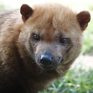 Bush dog (Speothos venaticus), 2025-04-12