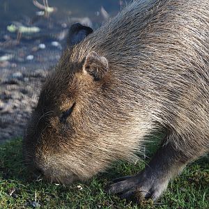 Capybara (Hydrochoerus hydrochaeris), 2025-04-12