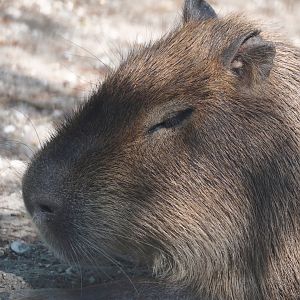 Capybara (Hydrochoerus hydrochaeris), 2025-04-12
