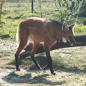 Maned wolf (Chrysocyon brachyurus), 2025-04-12