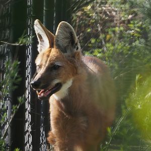 Maned wolf (Chrysocyon brachyurus), 2025-04-12