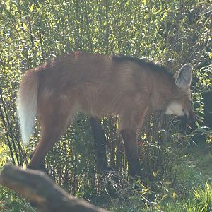 Maned wolf (Chrysocyon brachyurus), 2025-04-12