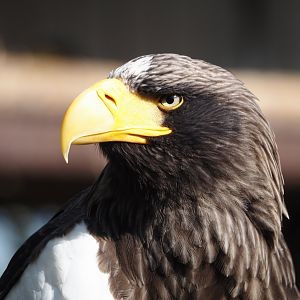 Steller's sea eagle (Haliaeetus pelagicus), 2025-04-12
