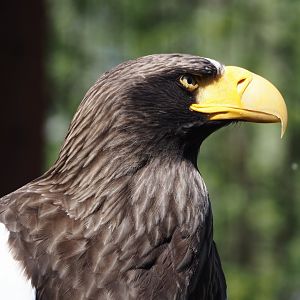 Steller's sea eagle (Haliaeetus pelagicus), 2025-04-12