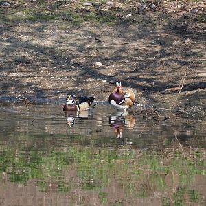 North American wood duck (Aix sponsa) and Mandarin duck (A. galericulata) drakes, 2025-04-12