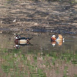 North American wood duck (Aix sponsa) and Mandarin duck (A. galericulata) drakes, 2025-04-12