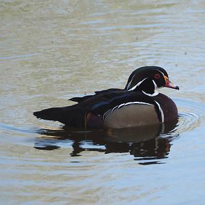 North American wood duck (Aix sponsa) drake, 2025-04-12