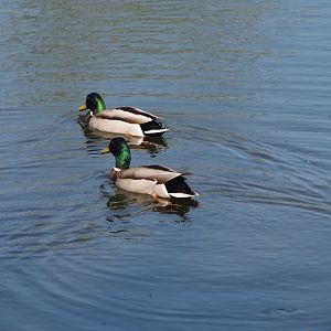 Wild Mallard drakes (Anas platyrhynchos), 2025-04-12