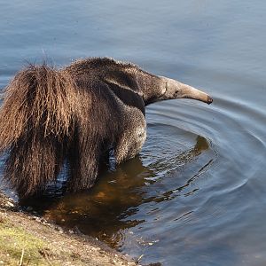 Giant anteater (Myrmecophaga tridactyla), 2025-04-12