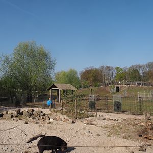 White-lipped peccary exhibit, with Capybara, Giant anteater and Darwin's rhea exhibit behind it, 2025-04-12