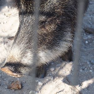 Southern white-lipped peccary (Tayassu pecari albirostris), 2025-04-12