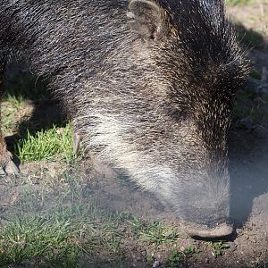 Southern white-lipped peccary (Tayassu pecari albirostris), 2025-04-12