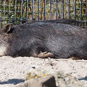 Southern white-lipped peccary (Tayassu pecari albirostris), 2025-04-12