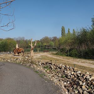 Walkway and Domestic Bactrian camel paddock, 2025-04-12