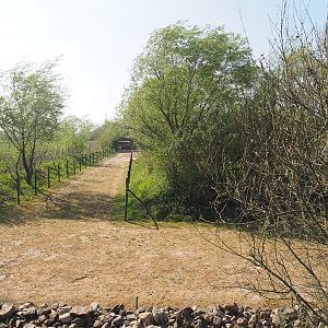 Domestic Bactrian camel paddock, 2025-04-12