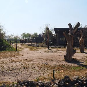 Domestic Bactrian camel paddock, 2025-04-12