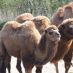 Younger Domestic Bactrian camels (Camelus bactrianus), 2025-04-12