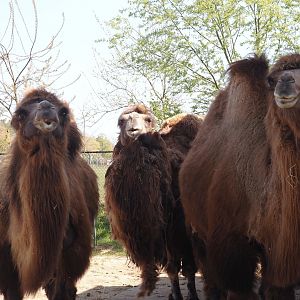 Domestic Bactrian camels (Camelus bactrianus), 2025-04-12