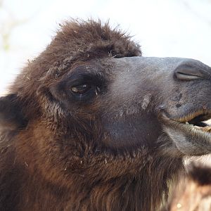 Domestic Bactrian camel (Camelus bactrianus), 2025-04-12