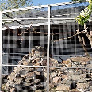Blue-headed macaw and Plains viscacha outdoor exhibit, 2025-04-12