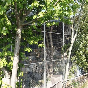 Blue-headed macaw and Plains viscacha outdoor exhibit, 2025-04-12