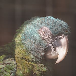 Blue-headed macaw (Primolius couloni), 2025-04-12