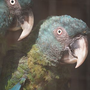 Blue-headed macaws (Primolius couloni), 2025-04-12