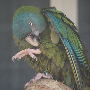 Blue-headed macaw (Primolius couloni), 2025-04-12