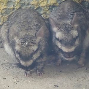 Plains viscachas (Lagostomus maximus), 2025-04-12