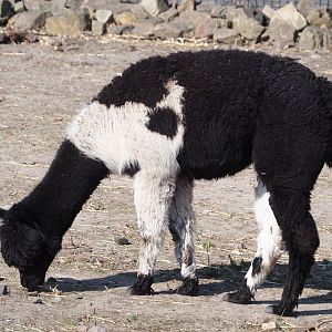 Alpaca (Vicugna pacos), 2025-04-12