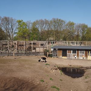 Alpaca and Patagonian mara exhibit, with Kea and Bearded vultures aviaries in the background, 2025-04-12