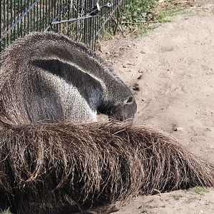 Giant anteater (Myrmecophaga tridactyla), 2025-04-12