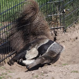 Giant anteater (Myrmecophaga tridactyla), 2025-04-12