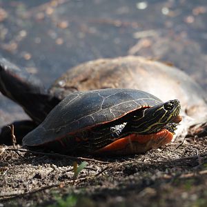 Eastern painted turtle (Chrysemys picta picta), 2025-04-12