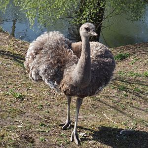 Darwin's rhea (Rhea pennata), 2025-04-12