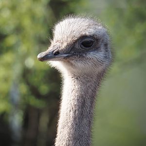 Darwin's rhea (Rhea pennata), 2025-04-12