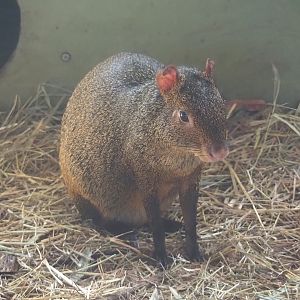 Azara's agouti (Dasyprocta azarae), 2025-04-12