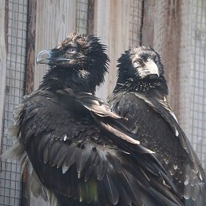 Juvenile Bearded vultures (Gypaetus barbatus barbatus), 2025-04-12