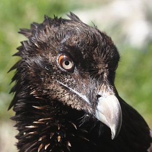 Juvenile Bearded vulture (Gypaetus barbatus barbatus), 2025-04-12