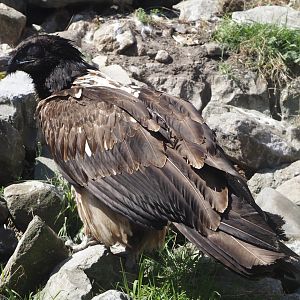 Juvenile Bearded vulture (Gypaetus barbatus barbatus), 2025-04-12