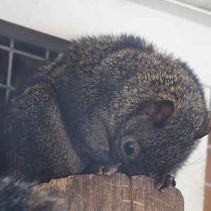 Yucatan squirrel (Sciurus yucatanensis), 2025-04-12