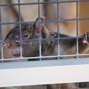 Yucatan squirrel (Sciurus yucatanensis), 2025-04-12