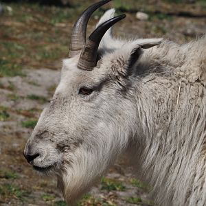 Rocky Mountain goat (Oreamnos americanus), 2025-04-12