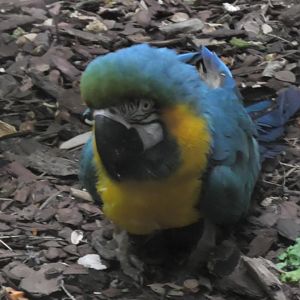 Blue and gold macaw